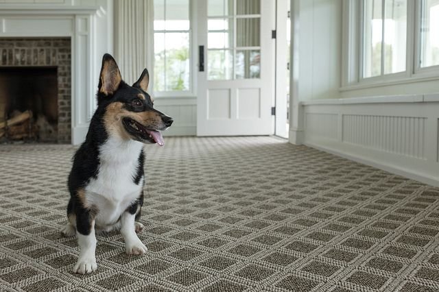 dog on carpet